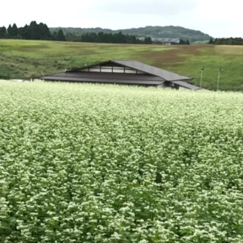 マクロビオティック（マクロビ）の科学